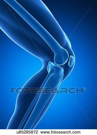 Human knee joint, artwork View Large Illustration Drawing - Human knee joint, artwork. Fotosearch