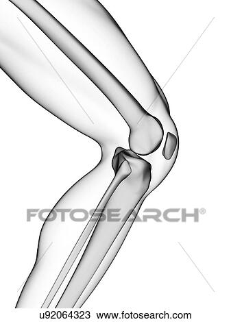 Human knee joint, artwork View Large Illustration Drawing - Human knee joint, artwork. Fotosearch
