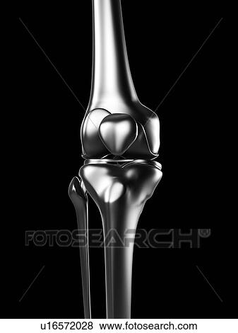 Human knee joint, artwork View Large Illustration Stock Illustration - Human knee joint, artwork. Fotosearch