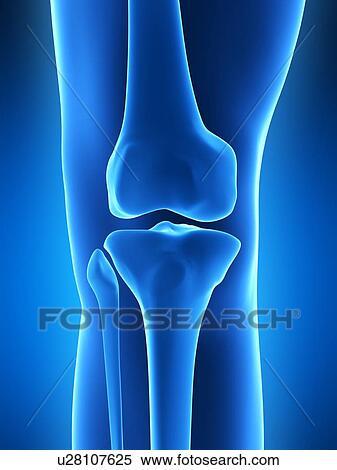 Stock Illustration - Human knee joint, artwork. Fotosearch