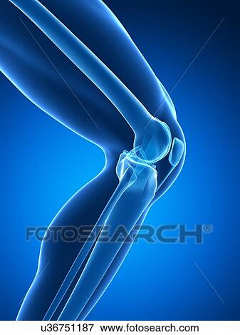 Human knee joint, artwork View Large Illustration Stock Illustration - Human knee joint, artwork. Fotosearch