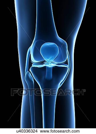 Human knee joint, artwork View Large Illustration Stock Illustration - Human knee joint, artwork. Fotosearch