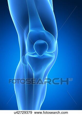 Human knee joint, artwork View Large Illustration Stock Illustration - Human knee joint, artwork. Fotosearch