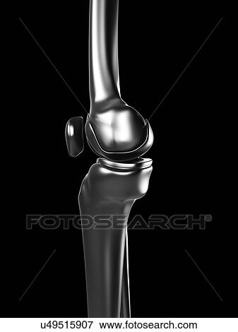 Stock Illustration - Human knee joint, artwork. Fotosearch