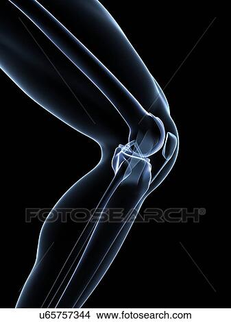 Human knee joint, artwork View Large Illustration Stock Illustration - Human knee joint, artwork. Fotosearch