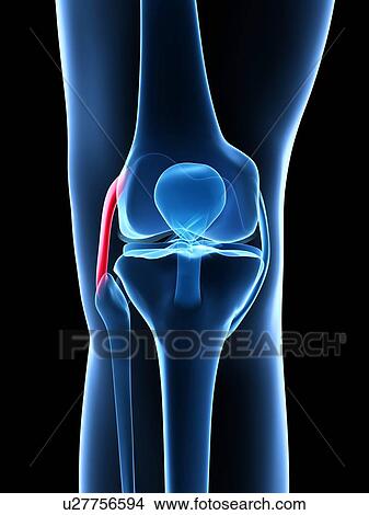 Human knee ligament, artwork View Large Illustration Stock Illustration - Human knee ligament, artwork. Fotosearch