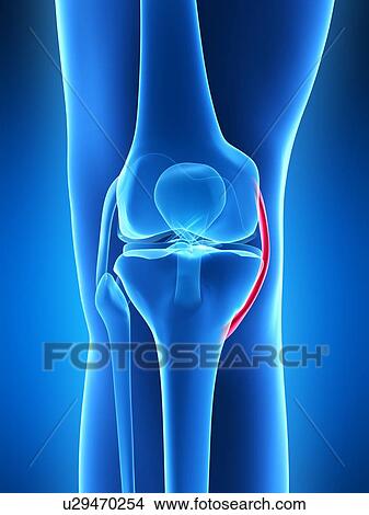 Stock Illustration - Human knee ligament, artwork. Fotosearch