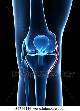 Stock Illustration - Human knee ligament, artwork. Fotosearch