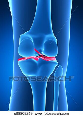 Human knee ligaments, artwork View Large Illustration Stock Illustration - Human knee ligaments, artwork. Fotosearch