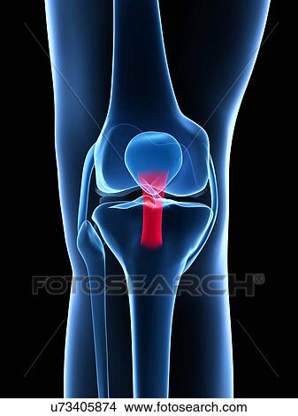 Stock Illustration - Human knee ligaments, artwork. Fotosearch