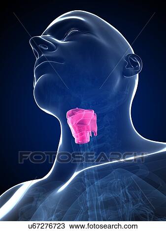Drawing - Human larynx, artwork. Fotosearch