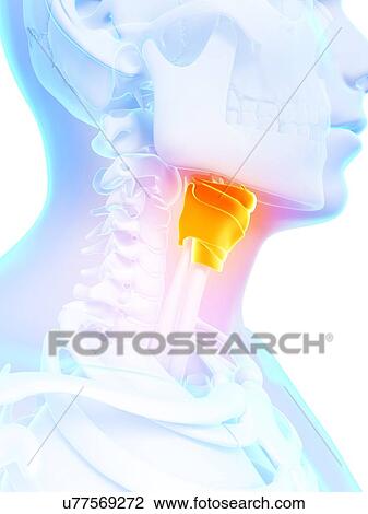 Human larynx, artwork View Large Illustration Drawing - Human larynx, artwork. Fotosearch