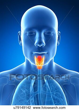 Drawing - Human larynx, artwork. Fotosearch