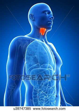 Human larynx, artwork View Large Illustration Stock Illustration - Human larynx, artwork. Fotosearch