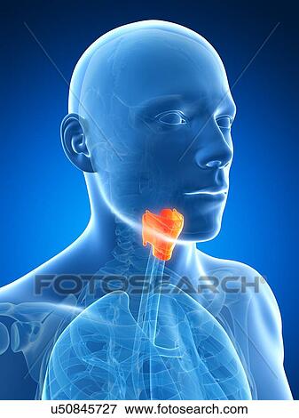 Stock Illustration - Human larynx, artwork. Fotosearch