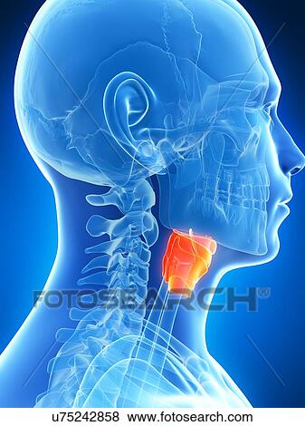 Stock Illustration - Human larynx, artwork. Fotosearch