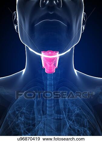 Stock Illustration - Human larynx, artwork. Fotosearch