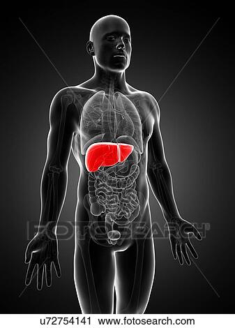 Clip Art - Human liver, artwork. Fotosearch