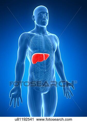 Clip Art - Human liver, artwork. Fotosearch