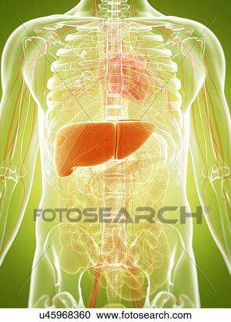 Human liver, artwork View Large Illustration Clipart - Human liver, artwork. Fotosearch
