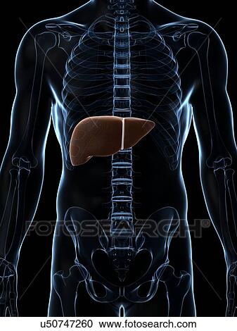 Human liver, artwork View Large Illustration Clipart - Human liver, artwork. Fotosearch