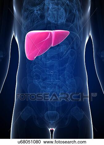 Human liver, artwork View Large Illustration Clipart - Human liver, artwork. Fotosearch