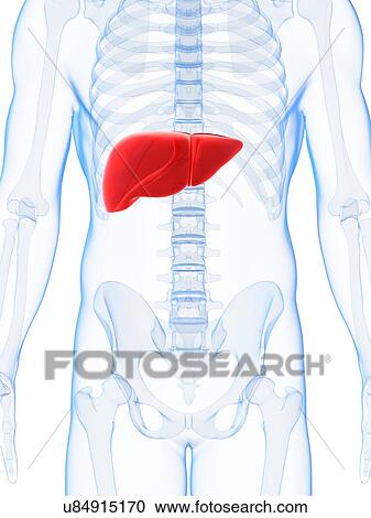 Human liver, artwork View Large Illustration Clipart - Human liver, artwork. Fotosearch