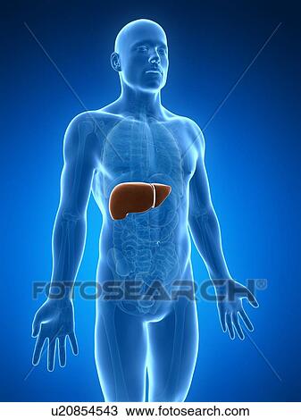 Human liver, artwork View Large Illustration Drawing - Human liver, artwork. Fotosearch