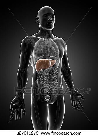 Human liver, artwork View Large Illustration Drawing - Human liver, artwork. Fotosearch
