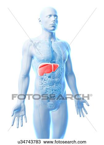 Human liver, artwork View Large Illustration Drawing - Human liver, artwork. Fotosearch