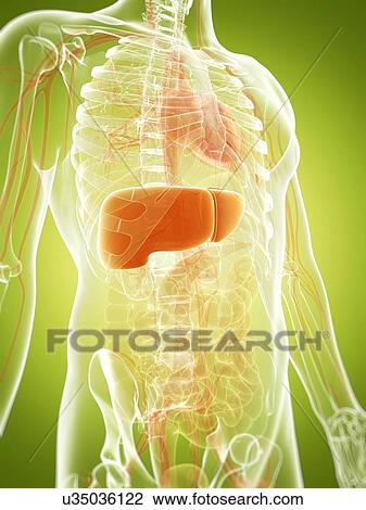 Human liver, artwork View Large Illustration Drawing - Human liver, artwork. Fotosearch