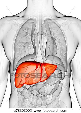 Drawing - Human liver, artwork. Fotosearch