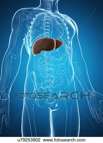 Drawing - Human liver, artwork. Fotosearch