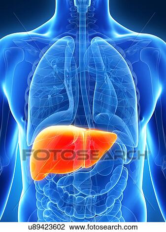 Drawing - Human liver, artwork. Fotosearch