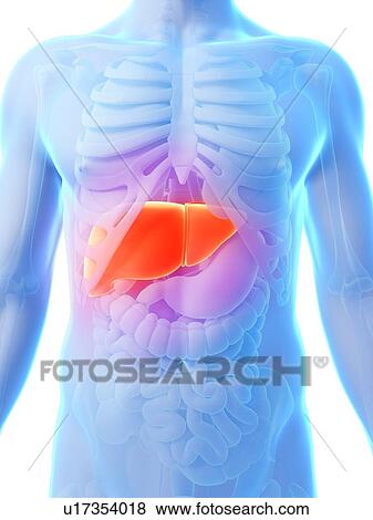 Stock Illustration - Human liver, artwork. Fotosearch