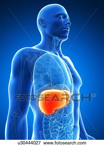 Stock Illustration - Human liver, artwork. Fotosearch