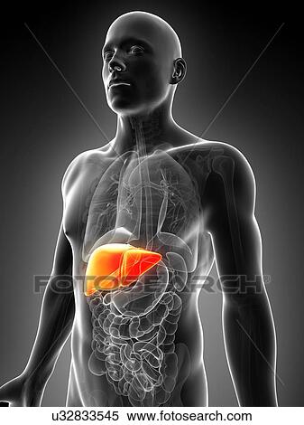 Human liver, artwork View Large Illustration Stock Illustration - Human liver, artwork. Fotosearch