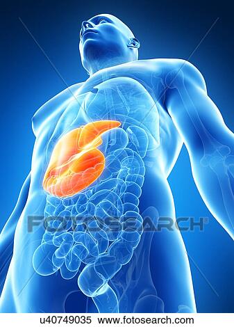 Human liver, artwork View Large Illustration Stock Illustration - Human liver, artwork. Fotosearch