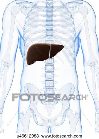 Stock Illustration - Human liver, artwork. Fotosearch