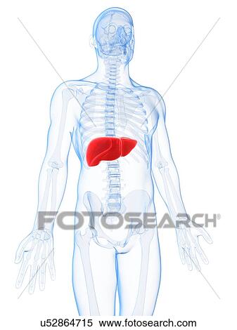 Human liver, artwork View Large Illustration Stock Illustration - Human liver, artwork. Fotosearch