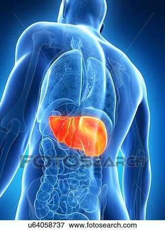 Stock Illustration - Human liver, artwork. Fotosearch