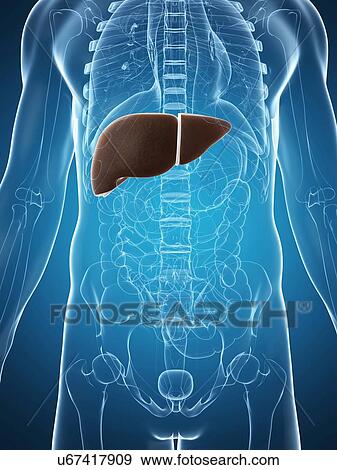 Human liver, artwork View Large Illustration Stock Illustration - Human liver, artwork. Fotosearch