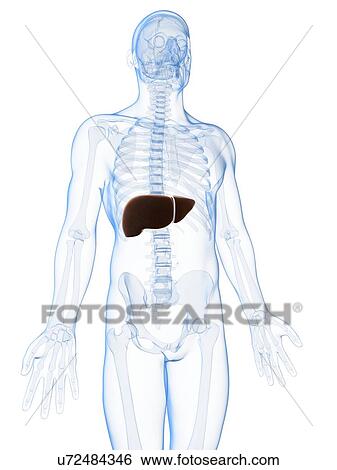 Stock Illustration - Human liver, artwork. Fotosearch