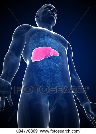 Human liver, artwork View Large Illustration Stock Illustration - Human liver, artwork. Fotosearch
