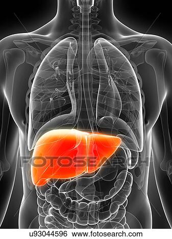 Stock Illustration - Human liver, artwork. Fotosearch