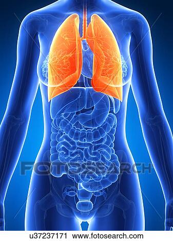 Human lungs, artwork View Large Illustration Clip Art - Human lungs, artwork. Fotosearch