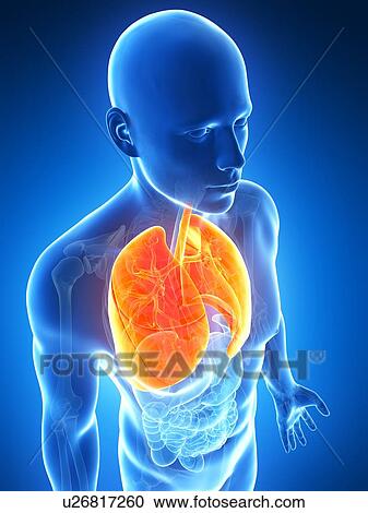 Clipart - Human lungs, artwork. Fotosearch