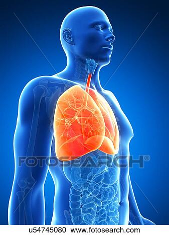 Human lungs, artwork View Large Illustration Clipart - Human lungs, artwork. Fotosearch