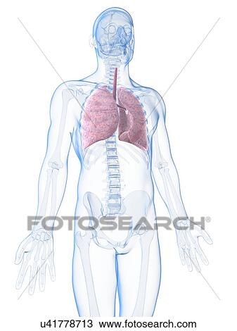 Human lungs, artwork View Large Illustration Drawing - Human lungs, artwork. Fotosearch