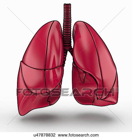 Human lungs, artwork View Large Illustration Drawing - Human lungs, artwork. Fotosearch